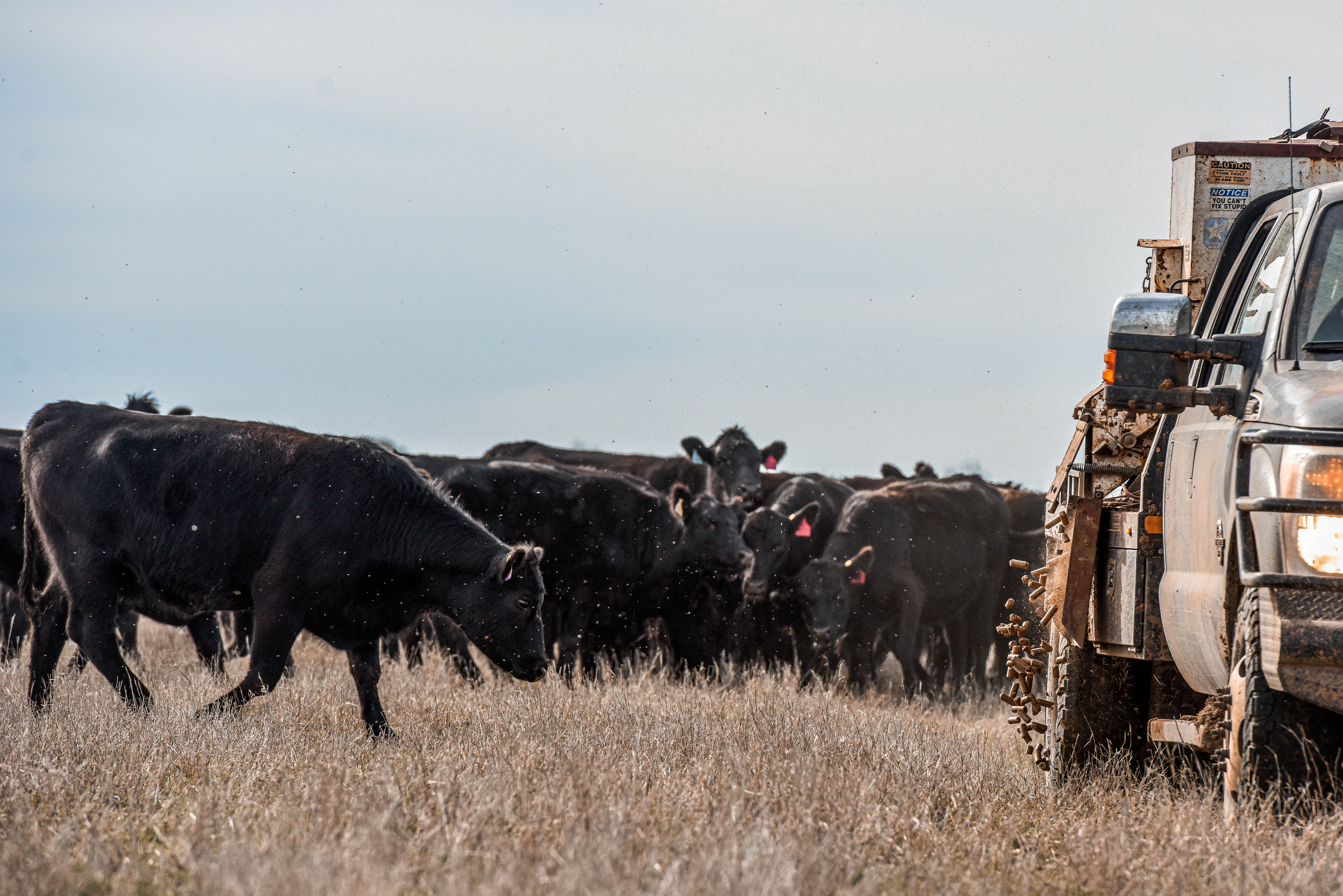 Trip Hopper DSC1760.jpg